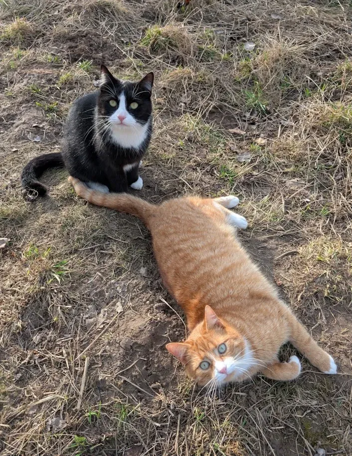 Die Katerbrüder Cherry und Danger im Gras auf dem Hof