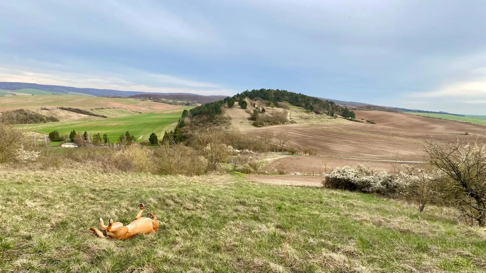 Weite Hügellandschaft bei Harras im Kyffhäuserkreis, im Gras liegt ein Hund in der Sonne